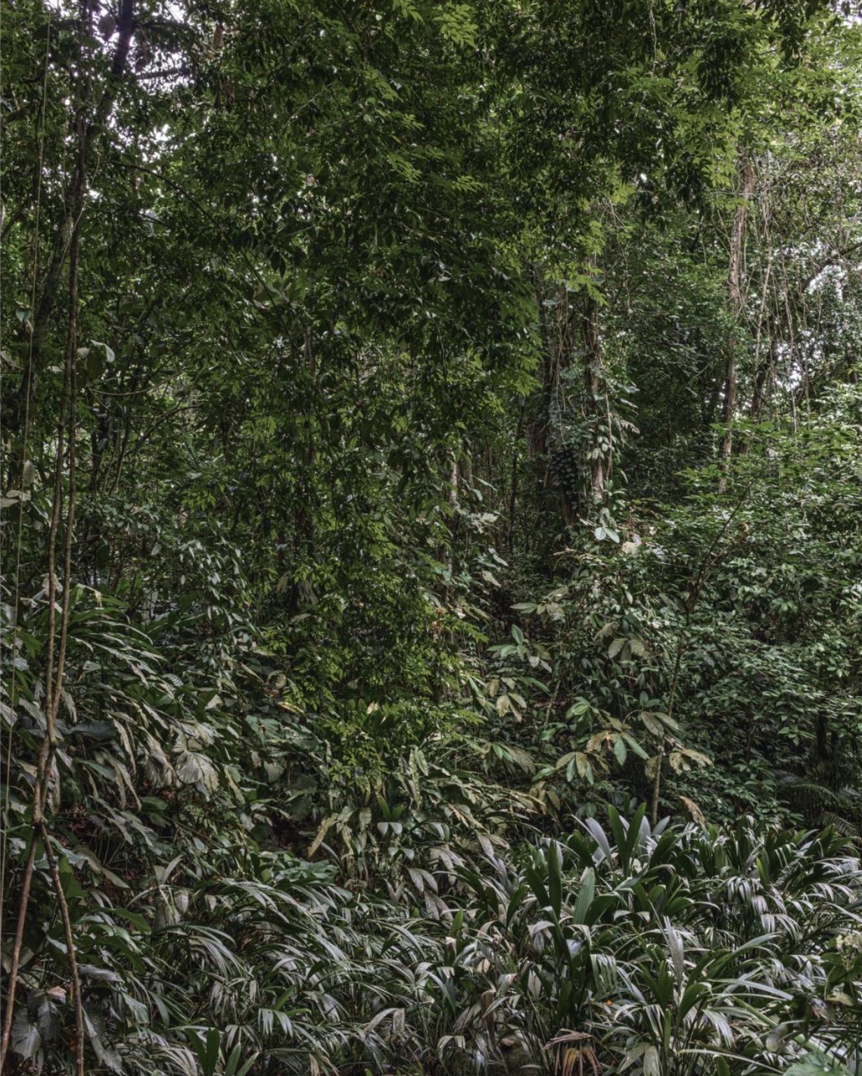 San Esteban, Landscape #11